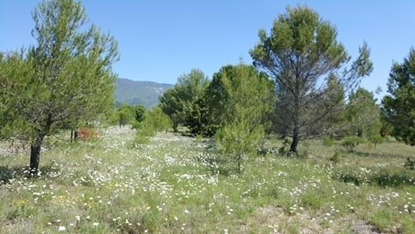 Beau terrain constructible au pied du Luberon