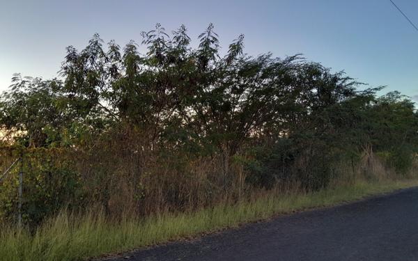 Terrain à vendre    Vieux-Habitants