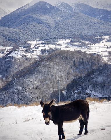 Sauto (66210) GRANGE