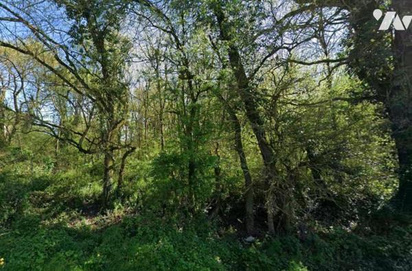 À vendre petit bois -  ANETZ -VAIR SUR LOIRE - 4900 m²