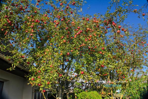 Maison à vendre 7 pièces, P7, TRAPPES (78)