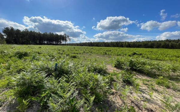 Terrain à vendre