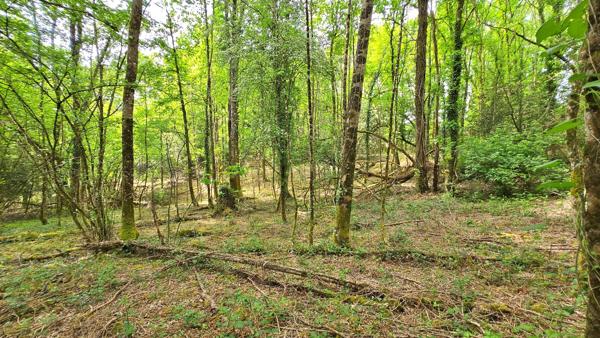 Terrain 6 365,00 m² SAINT JUNIEN (87) - Environnement campagne