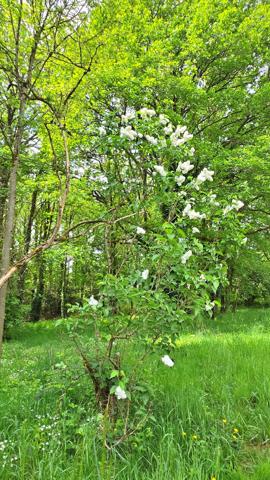 Terrain 6 365,00 m² SAINT JUNIEN (87) - Environnement campagne