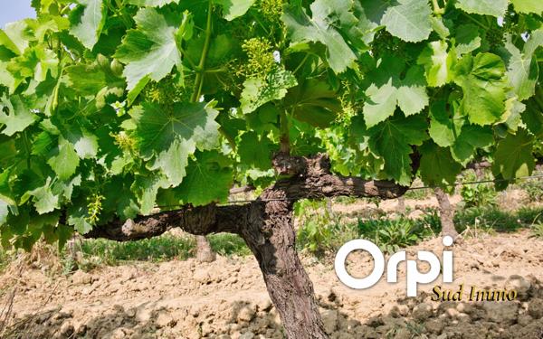 Maison à vendre    10 pièces • 340 m2 Alba-la-Romaine