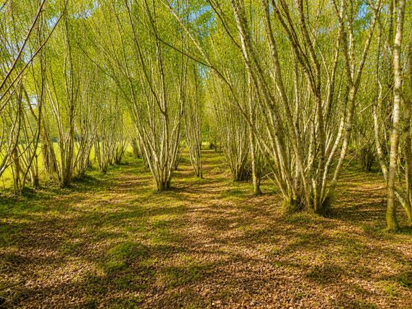 Grange à vendre à Dournazac (87230) - Haute-Vienne