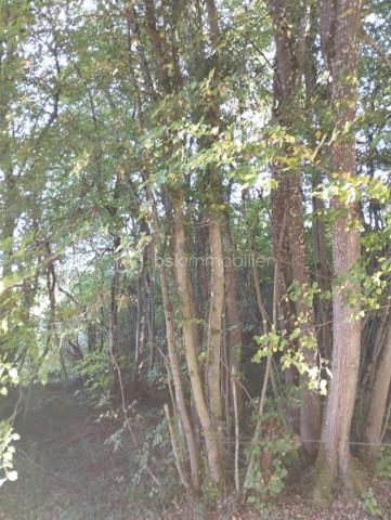 BSK IMMOBILIER est heureux de vous présenter en exclusivité ces deux parcelles de bois en taillis face à face pour une contenance totale de 3614 m².
Les deux parcelles de bois se composent de hêtres, de chênes, de bouleaux et de houx.
En plus de la ressource en bois de chauffage pour les hivers, profitez d'un investissement défiscalisé.
Enfin, pour une meilleure profitabilité, vous pourrez éventuellement louer ces deux parcelles à des chasseurs.
Vous voulez en savoir plus, contactez-moi !!!