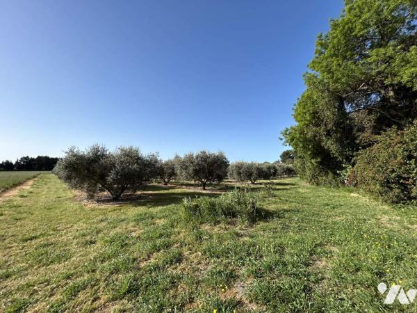 Propriété 3 habitations - hangars Terrain 3.8 Ha