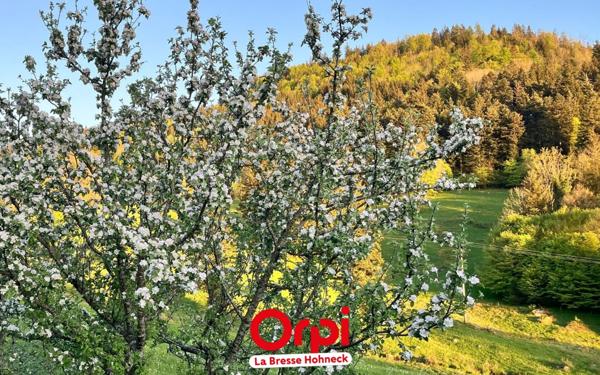 Maison à vendre    1 pièce •  Basse-sur-le-Rupt