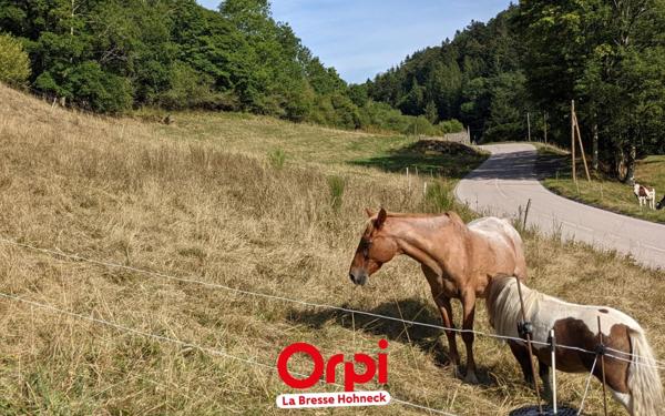 Maison à vendre    1 pièce •  Basse-sur-le-Rupt