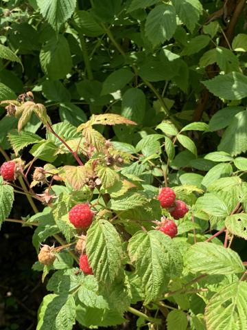 Lisieux (14100) CHARMANTE MAISON CONTEMPORAINE