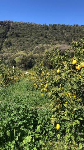 1.bail commercial+ 1 maisons – ENTREPOT SUR 2 niveaux Production d’agrumes – Fort rendement