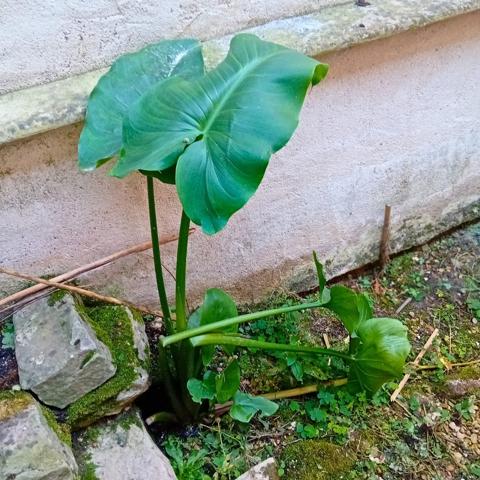Opportunité rare -> Maison de ville à forte valeur ajoutée