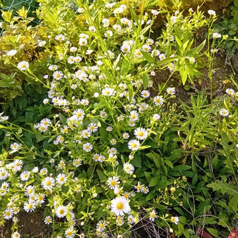 Opportunité rare -> Maison de ville à forte valeur ajoutée