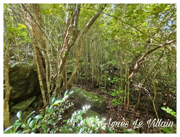 Terrain Borné 2 382 m2 à Massieux