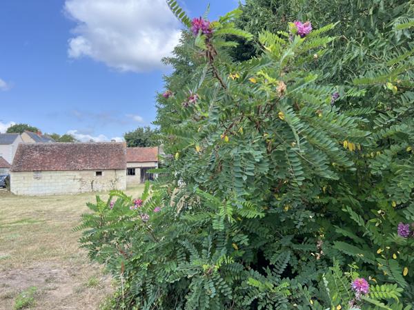 Berthenay (37510) Ensemble de granges sur parcelle constructible