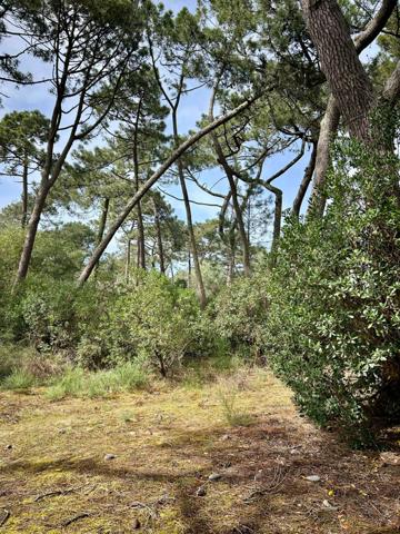 Cap ferret (33970) Terrain de 1477 m2 constructible sur le Cap Ferret