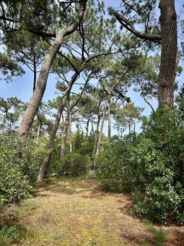 Cap ferret (33970) Terrain de 1477 m2 constructible sur le Cap Ferret