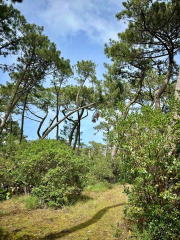 Cap ferret (33970) Terrain de 1477 m2 constructible sur le Cap Ferret