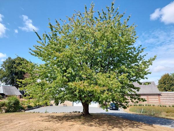 Ancien corp de ferme  7150 m²