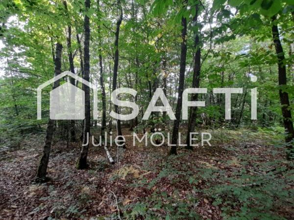 terrain arboré à bâtir !