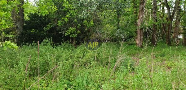 Vente terrain Saint Vivien De Medoc : 69 000 € - AJP Soulac Immobilier