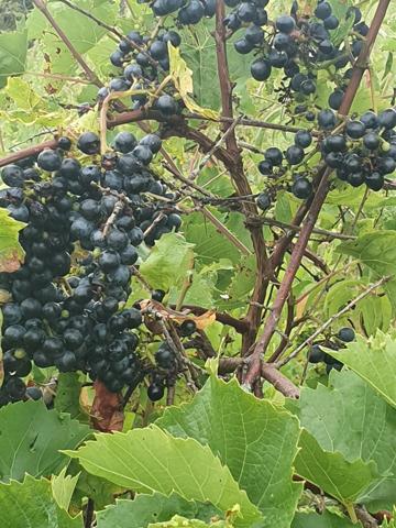 Terrain de loisir à vendre de 1 951,00 m² LES ORMES (86220)