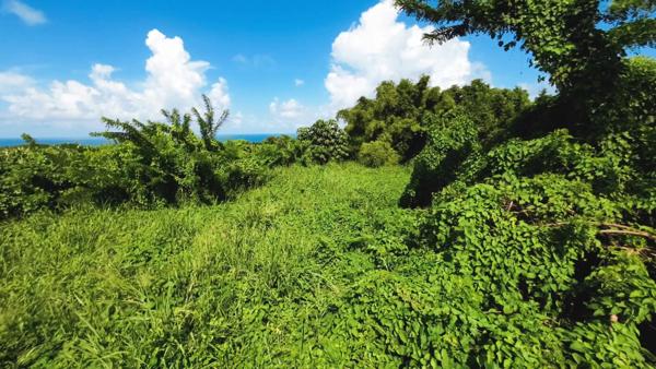 Terrain 970m² BASSE POINTE