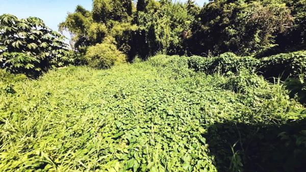 Terrain 970m² BASSE POINTE