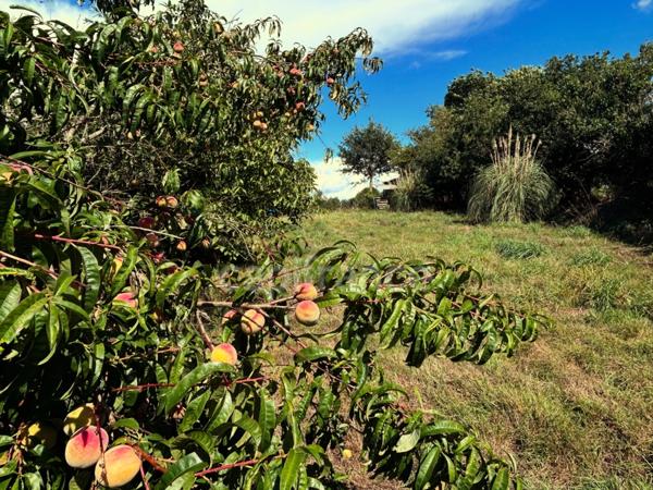 Terrain de loisirs avec un grand verger et un étang
