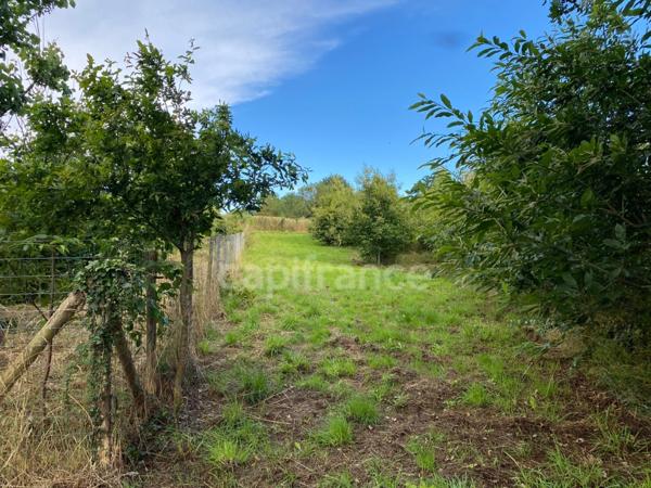 Terrain de loisirs avec un grand verger et un étang