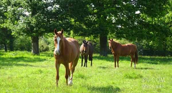 Terrain Constructible VIABILISÉ de 752 m² Savenay (44260)