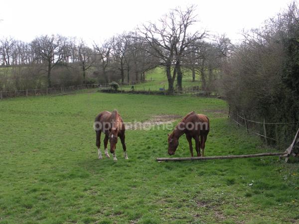 Propriété équestre sur 4 hectares de terrain avec manège