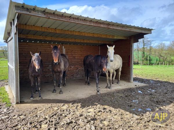 Vente maison Ligne : 447 500 € - AJP Immobilier Nort-sur-Erdre