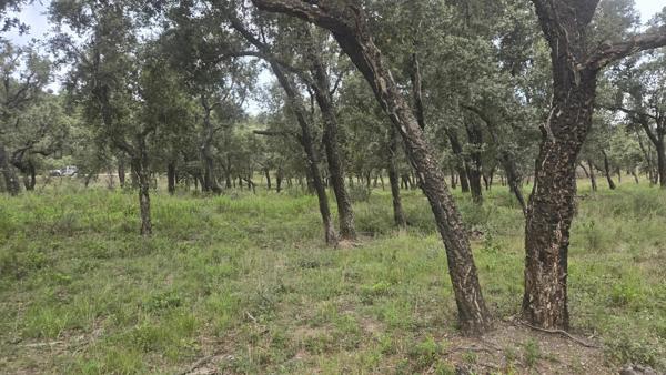 Vente                                                      Terrain
                        
                                         47000 m2                     à Bormes-les-Mimosas