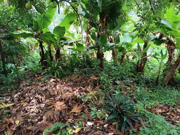 Maison à vendre à Le Robert en Martinique (97231), ref : 92