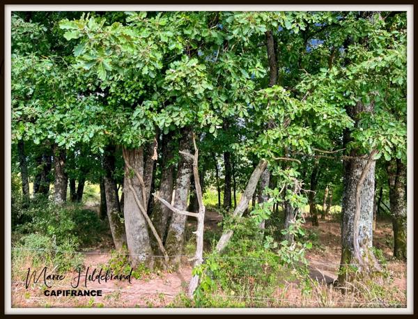 Propriété 200m² habitable - 3 chambres - 4 hectares et dépendances