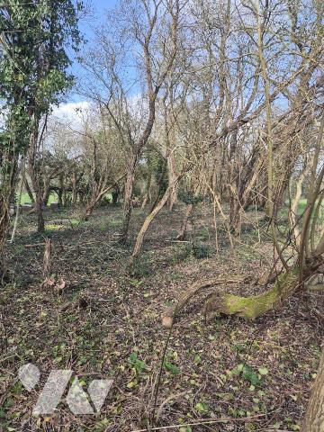 Parcelle de terre boisée