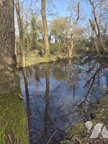 Parcelle de terre boisée