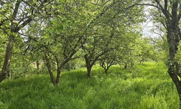 PRÉCIGNÉ Terrain de loisirs / verger de plus de 1 800 m2