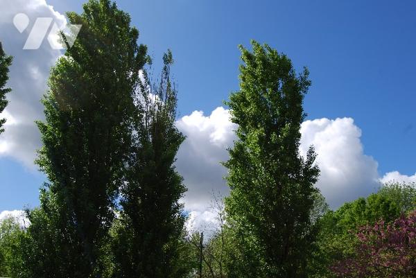 GARCHES  - Vaste appt T5, 116 m2, 200 m de la gare, balcon sud, cave, parking, proximité commerces