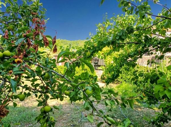 Nizas (34320) Proximité de Pézenas, superbe jardin potager clôturé de murs en pierre, compteur d'eau de jardin et magnifique