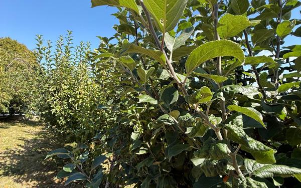 Maison à vendre    4 pièces • 125 m2 Mamers