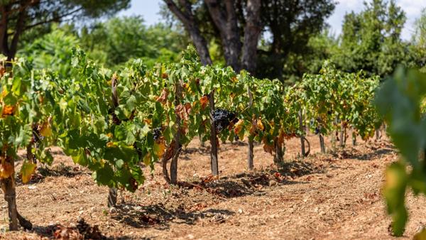 Vente Maison provençale de luxe Saint-Tropez 13 Pièces 412 m²
