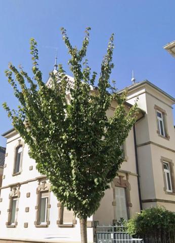 Vente / Appartement T5 à Colmar (68000)