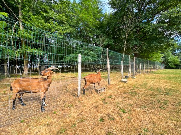 Montmerle-sur-Saône (01090) Deux maisons sur propriété familiale a Montmerle-sur-Saône – Ensemble avec piscine, sur terrain de 8000m²
