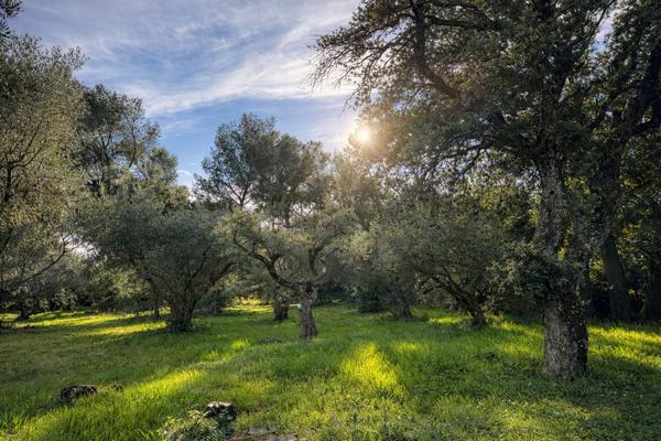Terrain constructible de 2 900 m² ? Environnement provençal
