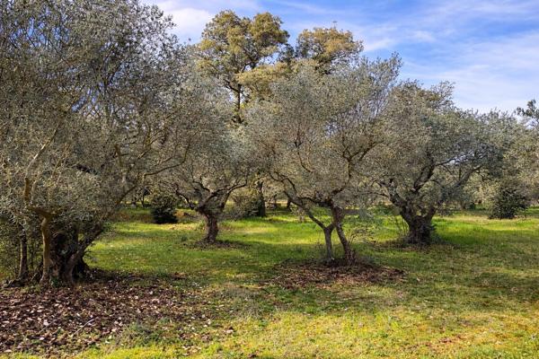 Terrain constructible de 2 900 m² ? Environnement provençal