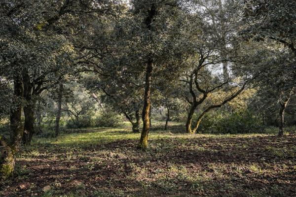 Terrain constructible de 2 900 m² ? Environnement provençal