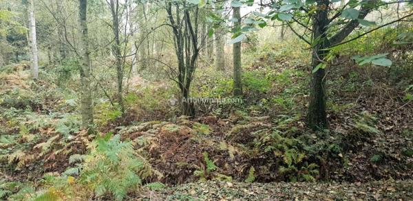 Vente Terrain 10109 m2 à Loupfougères